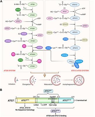 Role of ATG7-dependent non-autophagic pathway in angiogenesis